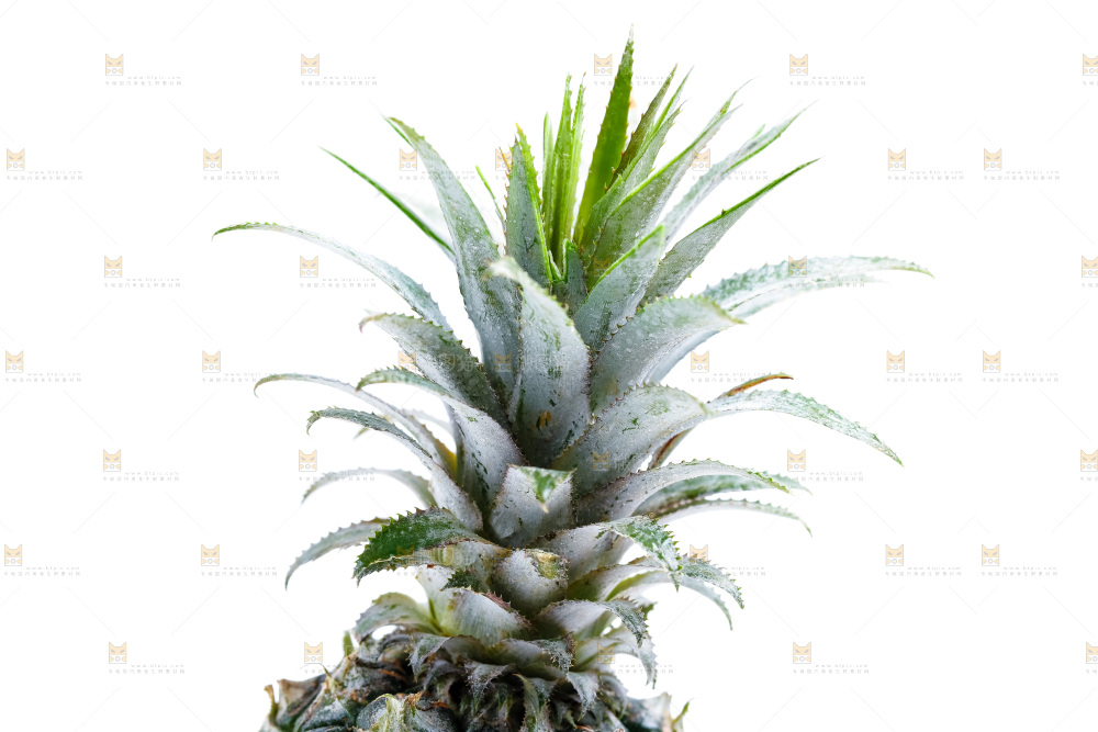 白底上的菠萝