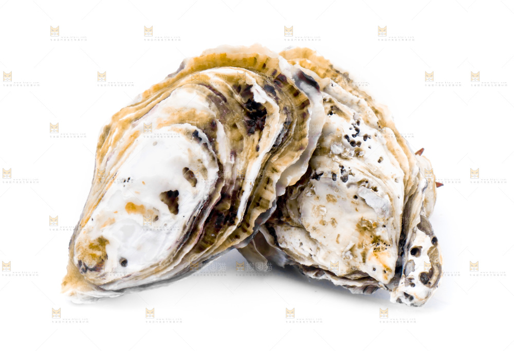 浅底上的海蛎子