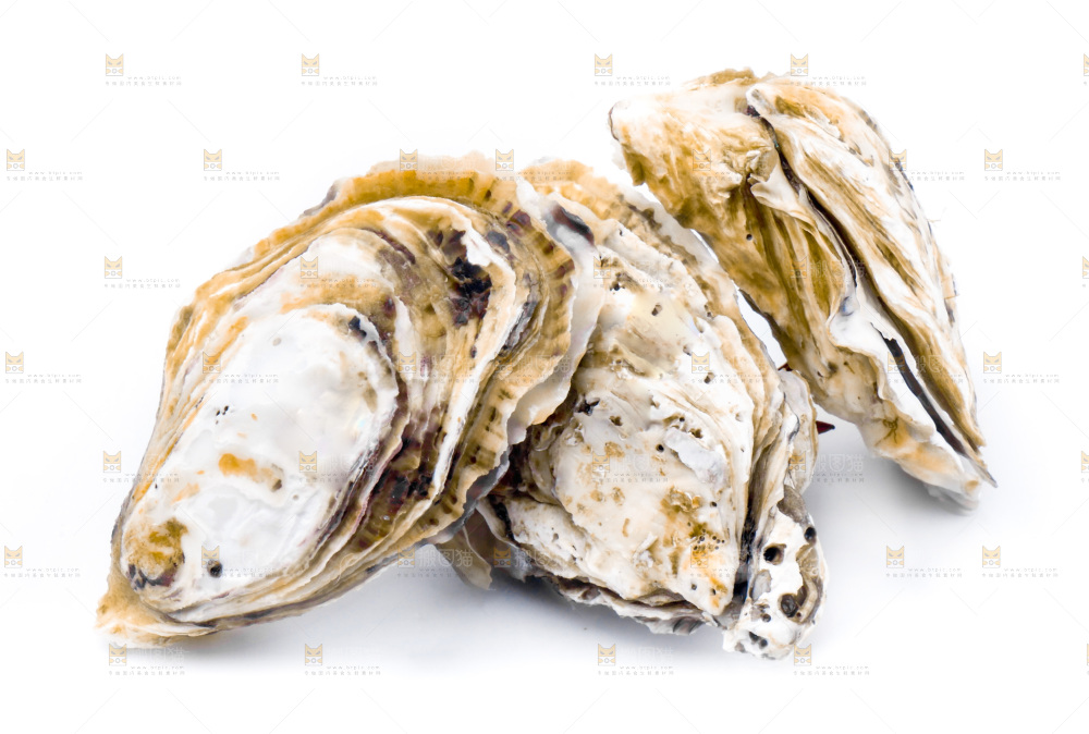 浅底上的海蛎子