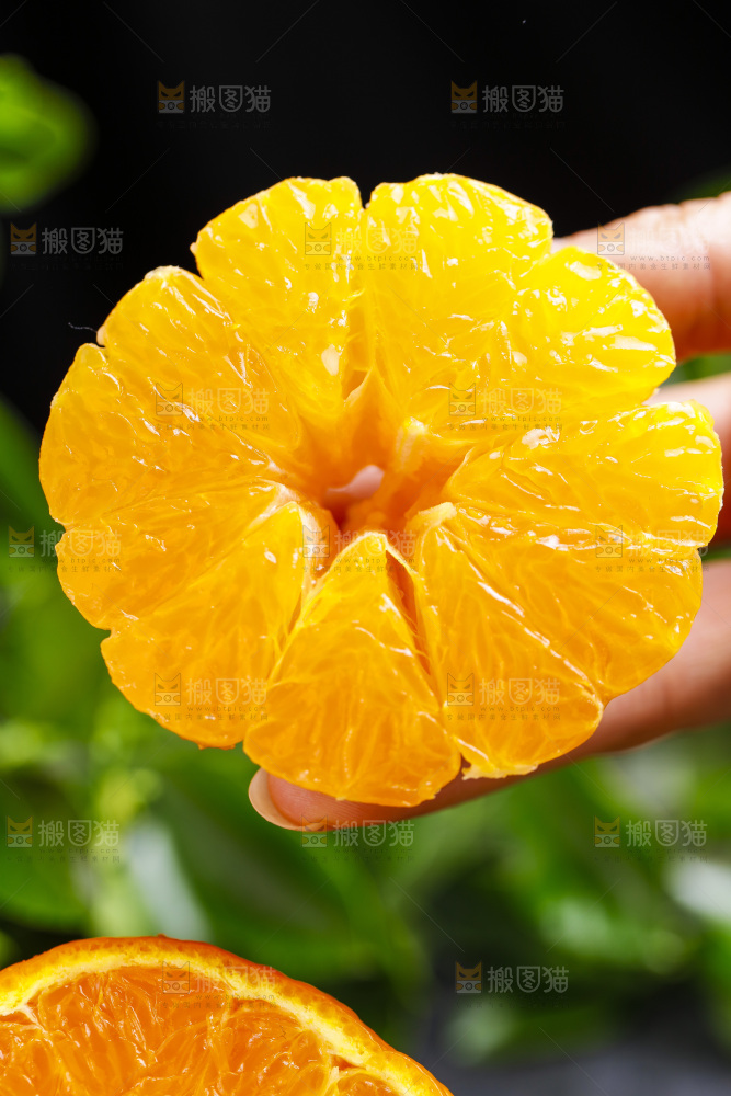 手拿切开的丑橘