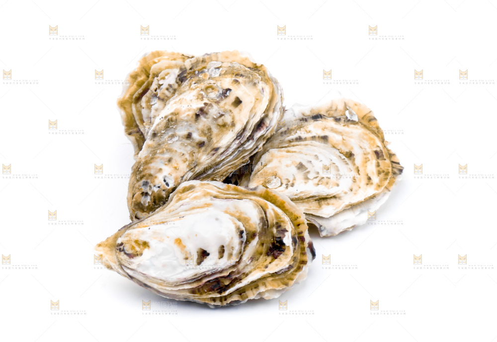 浅底上的海蛎子