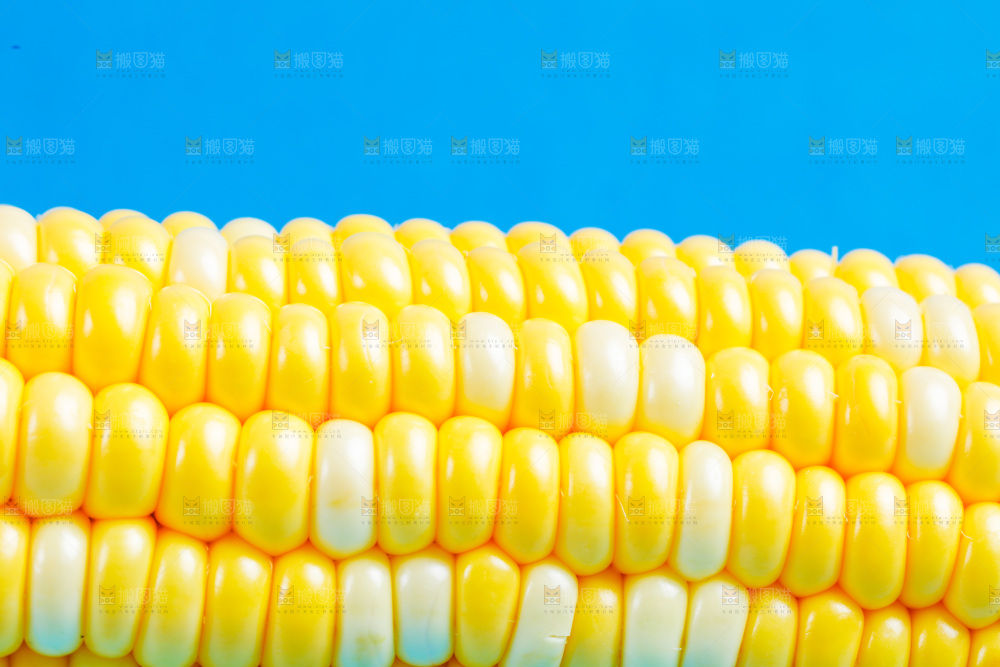 蓝底上放着云南水果甜玉米