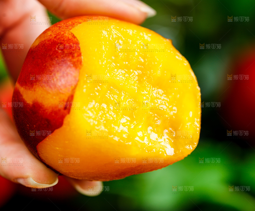 手拿黄心油桃