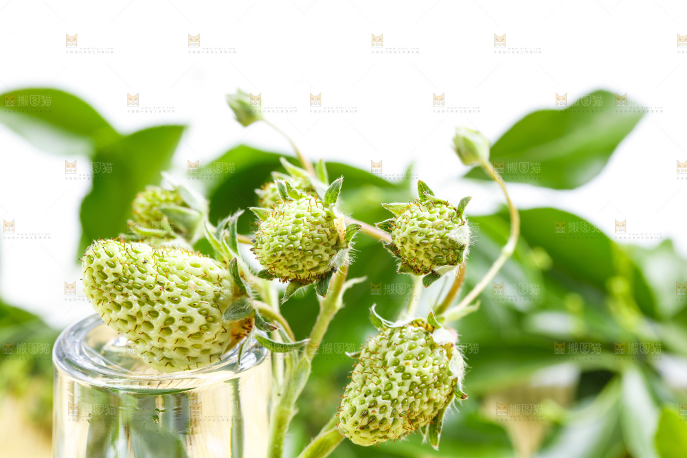 浅底上放着新鲜草莓