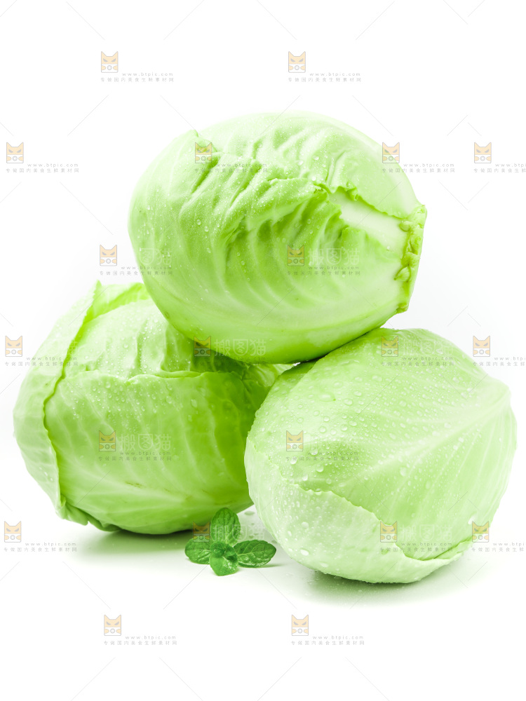 新鲜包菜放在白底上