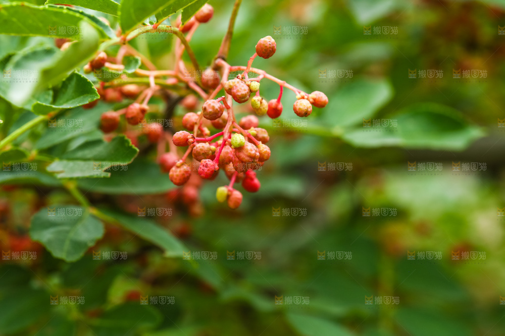 树枝上结的红花椒