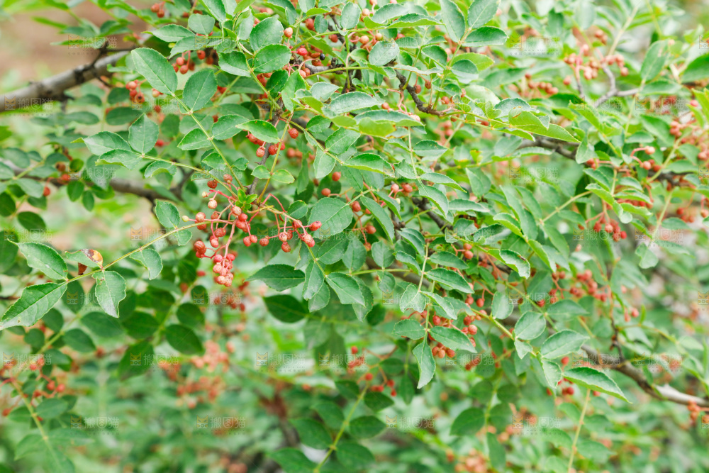 树枝上结的花椒