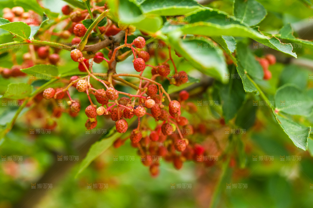 树枝上结的红花椒