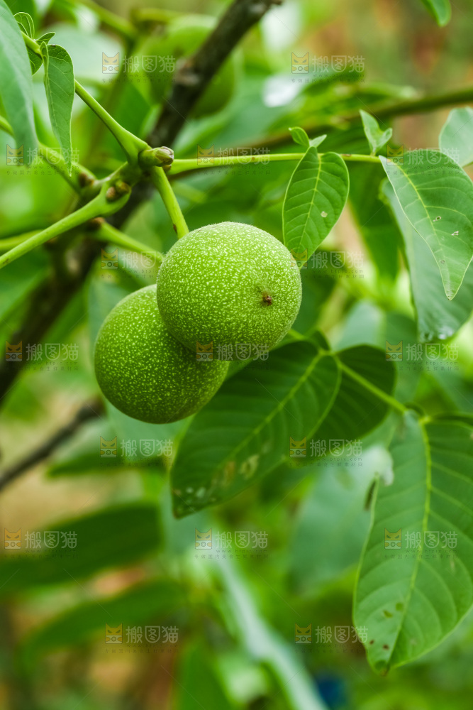 树枝上结的核桃