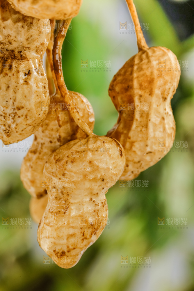 白底上的新鲜花生