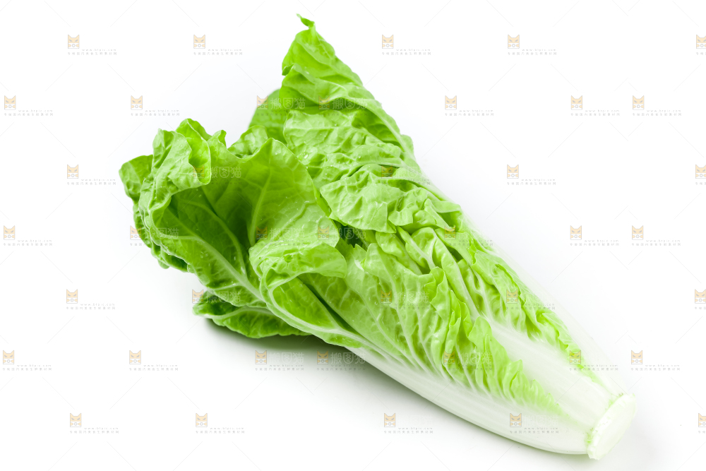 白底上的毛白菜