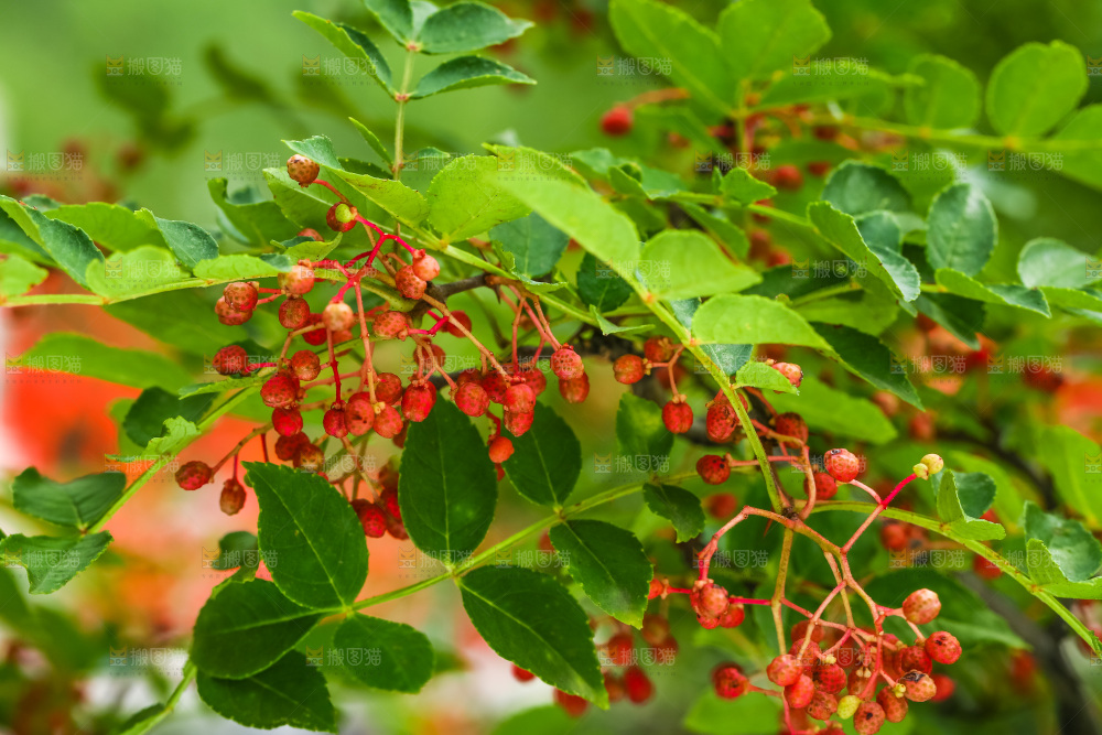 树枝上的红花椒