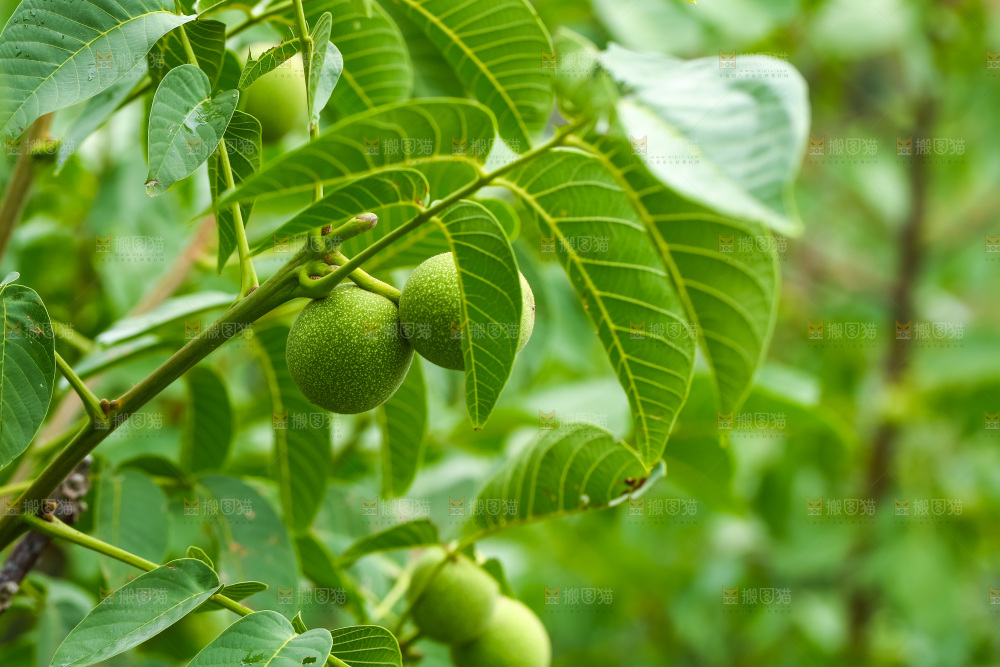 树枝上的新鲜核桃