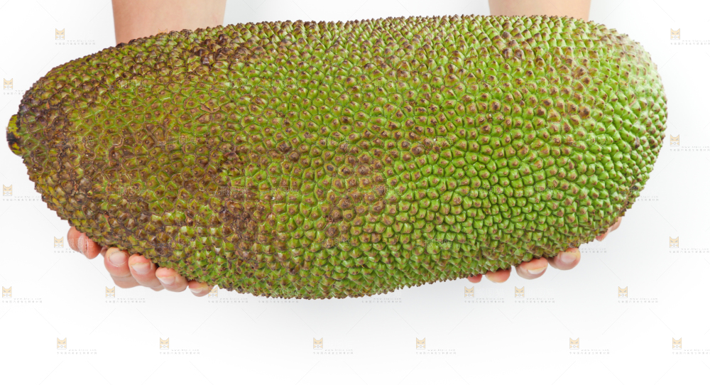 白底上放着一个完整的菠萝蜜