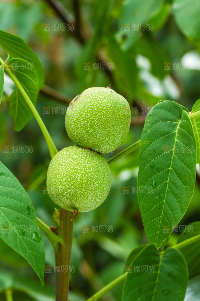 树枝上的新鲜核桃