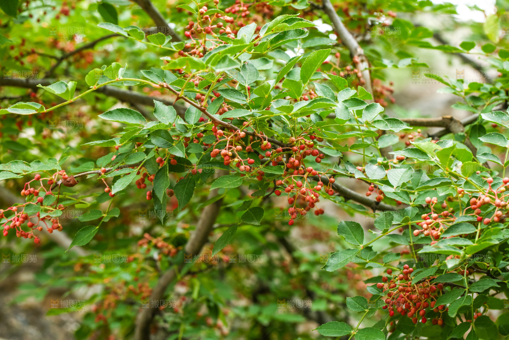 树枝上结的红花椒