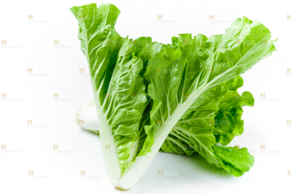 白底上的毛白菜