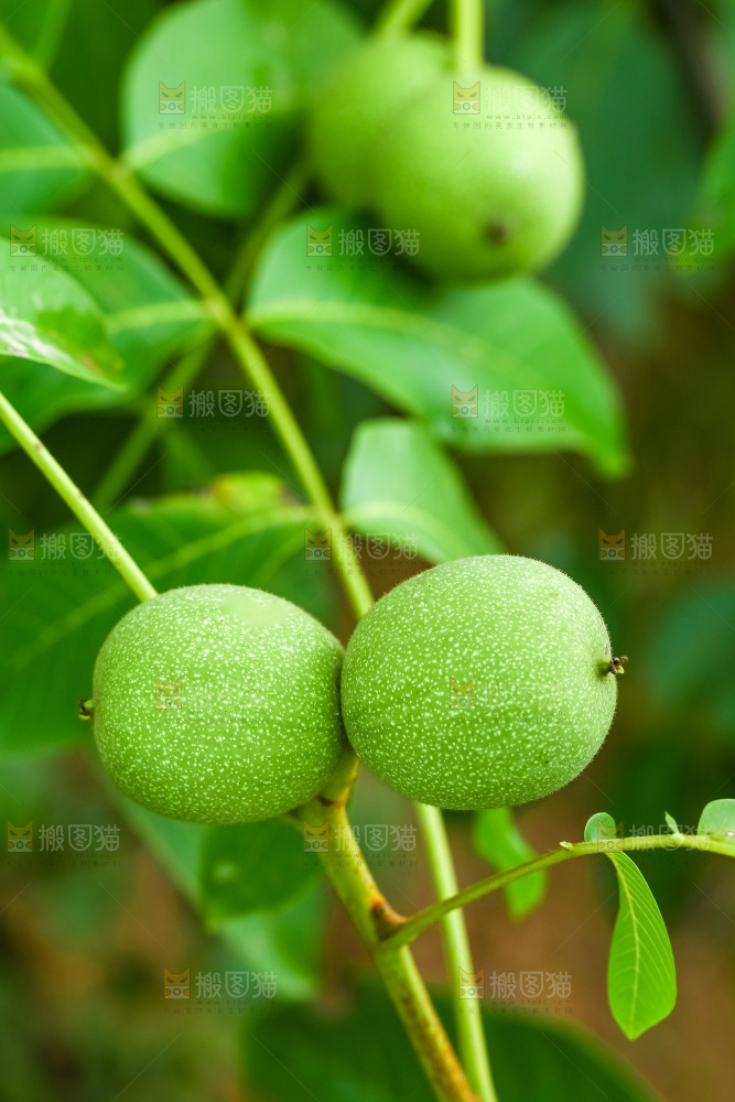 树枝上结的核桃