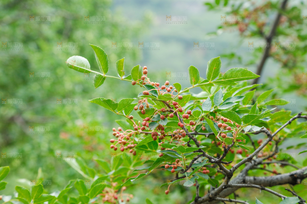 树枝上结的花椒