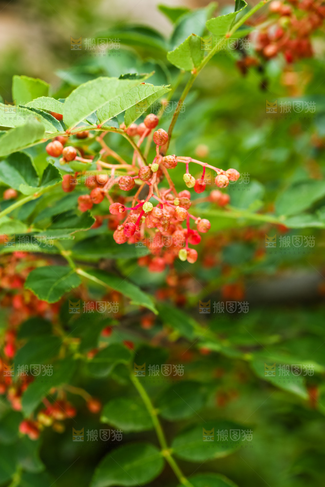树枝上的红花椒