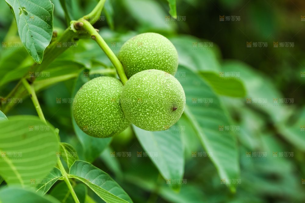 树枝上结的核桃