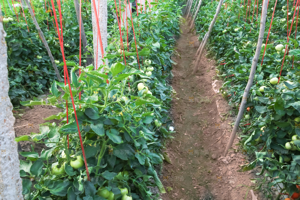 菜园里的西红柿