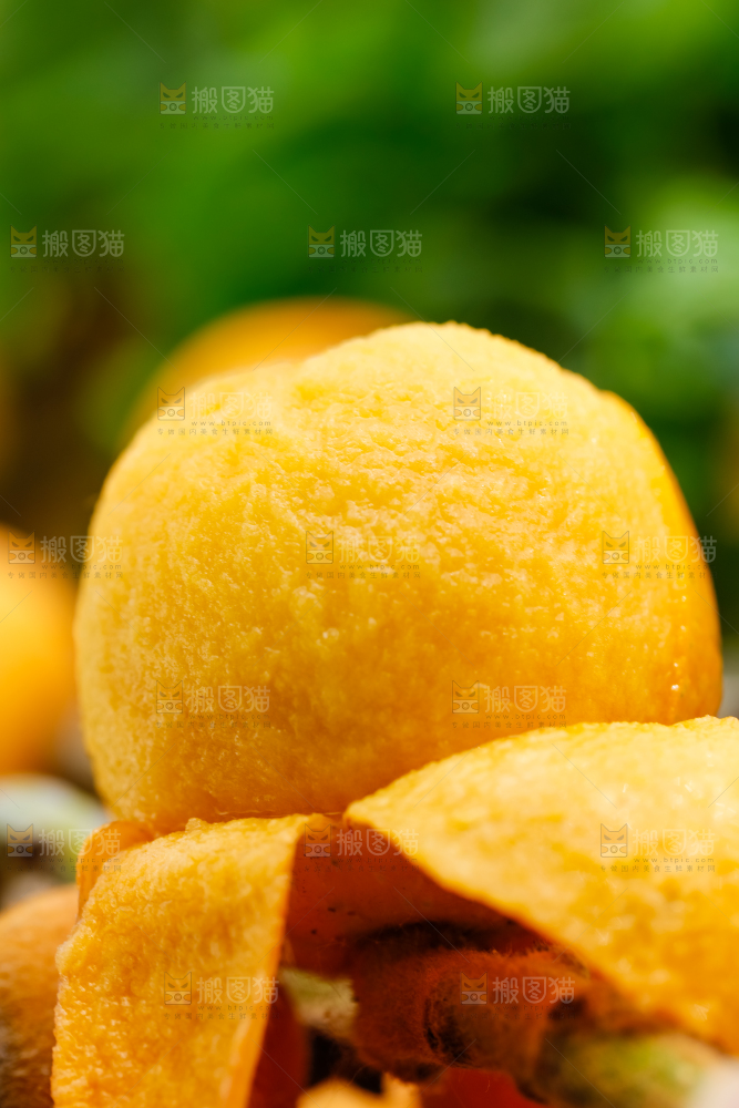 树枝上结的枇杷