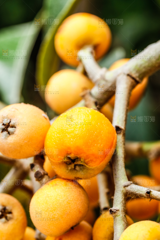 树枝上结的枇杷