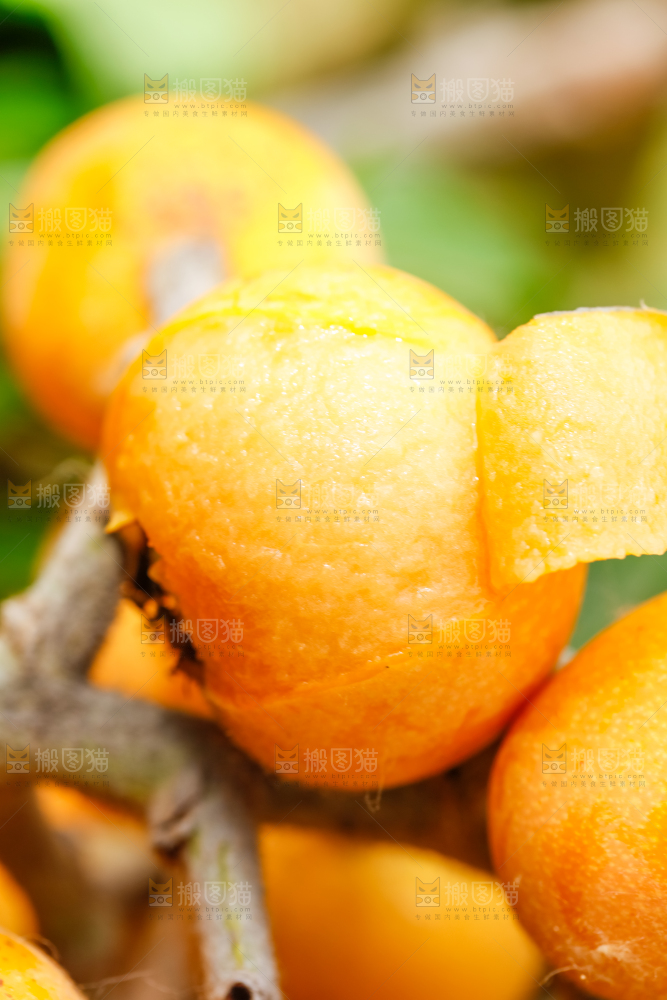 户外的枇杷果