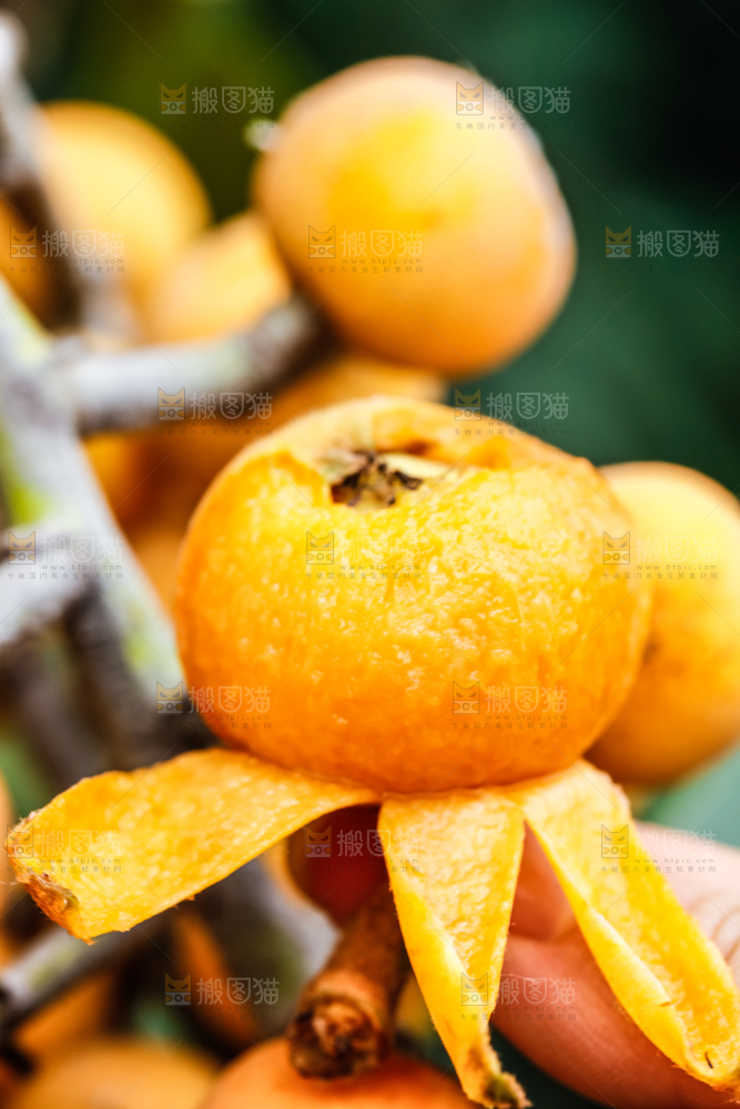 手里拿着枇杷