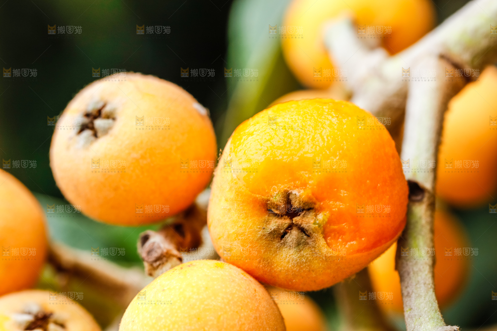 树枝上结的枇杷