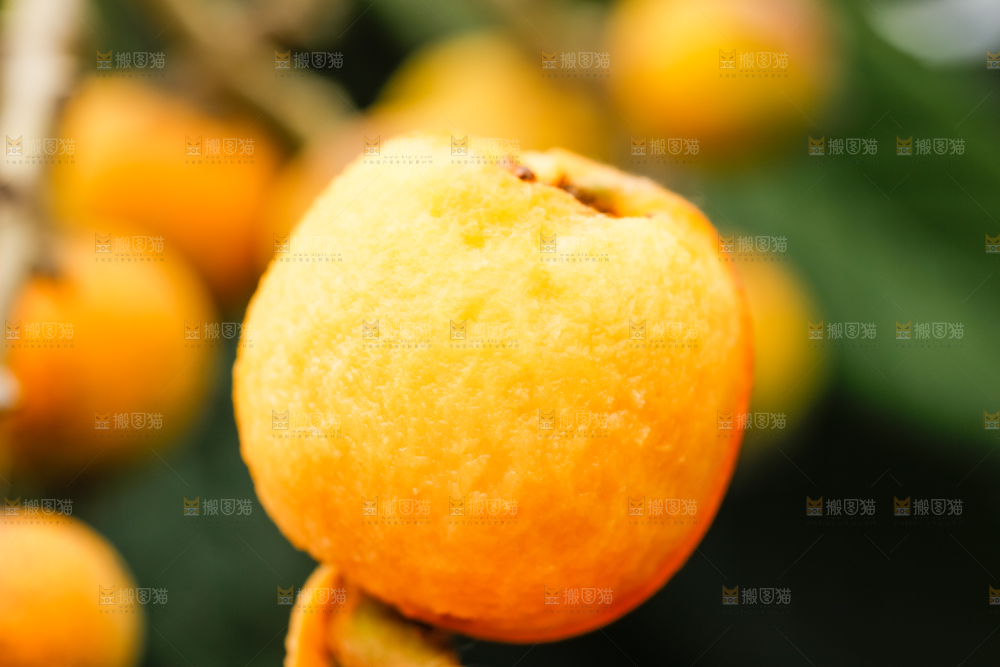 户外的枇杷果