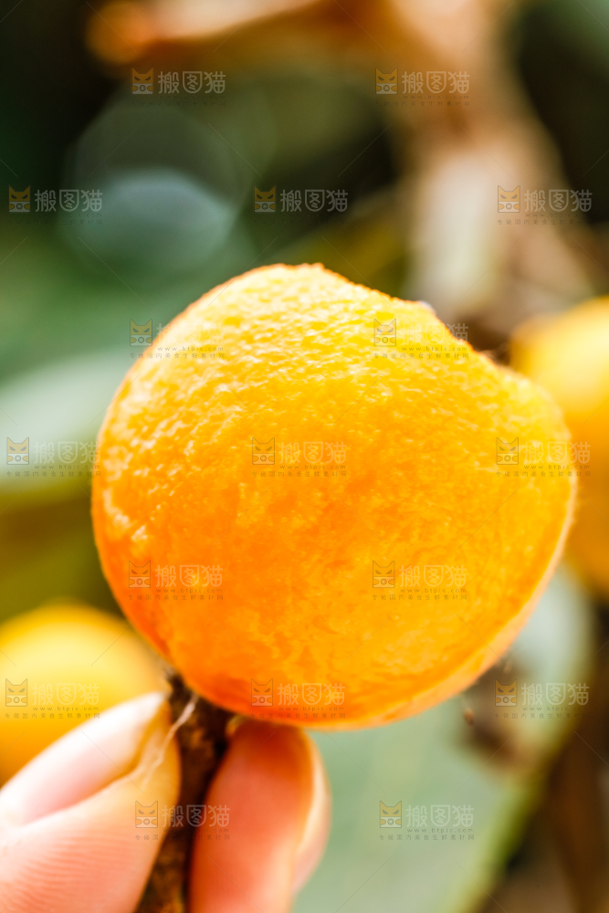 手里拿着枇杷果