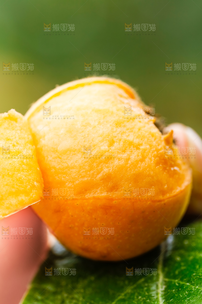 手里拿着枇杷果