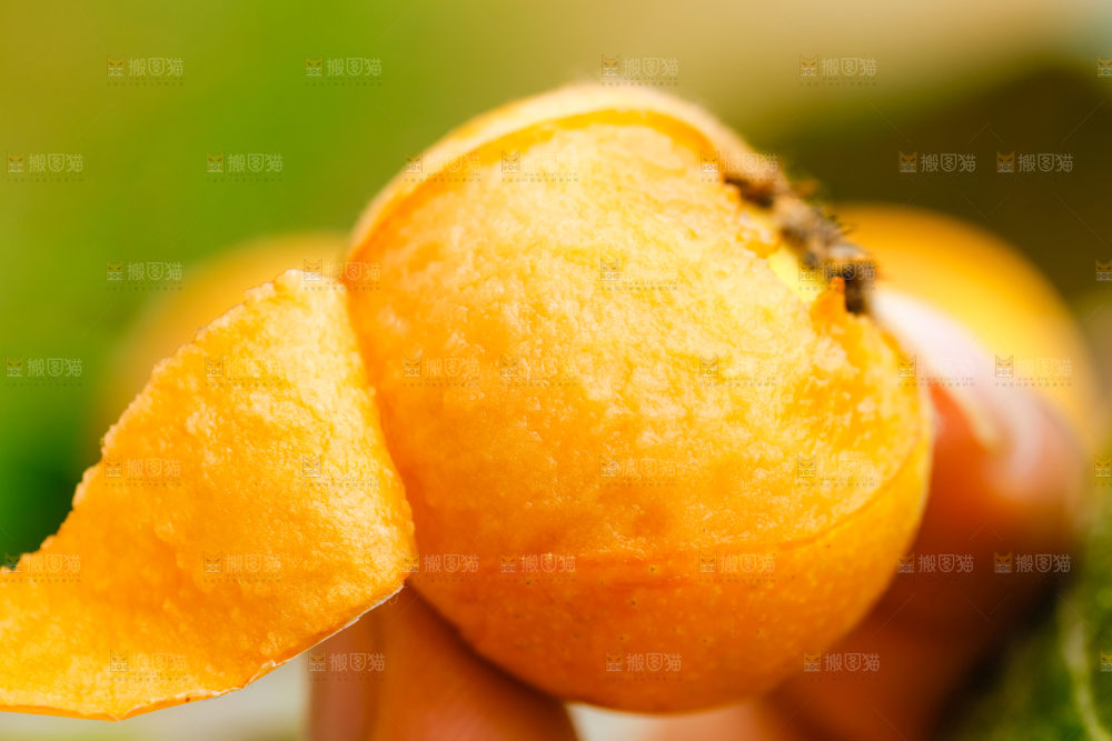 手里拿着枇杷果