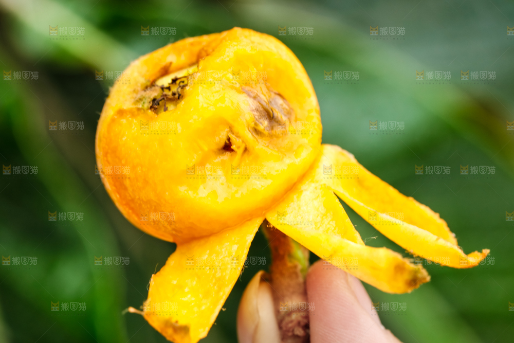 手里拿着枇杷