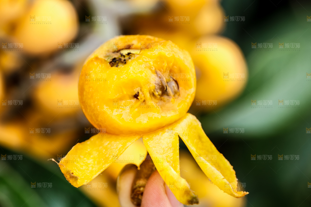 手里拿着枇杷
