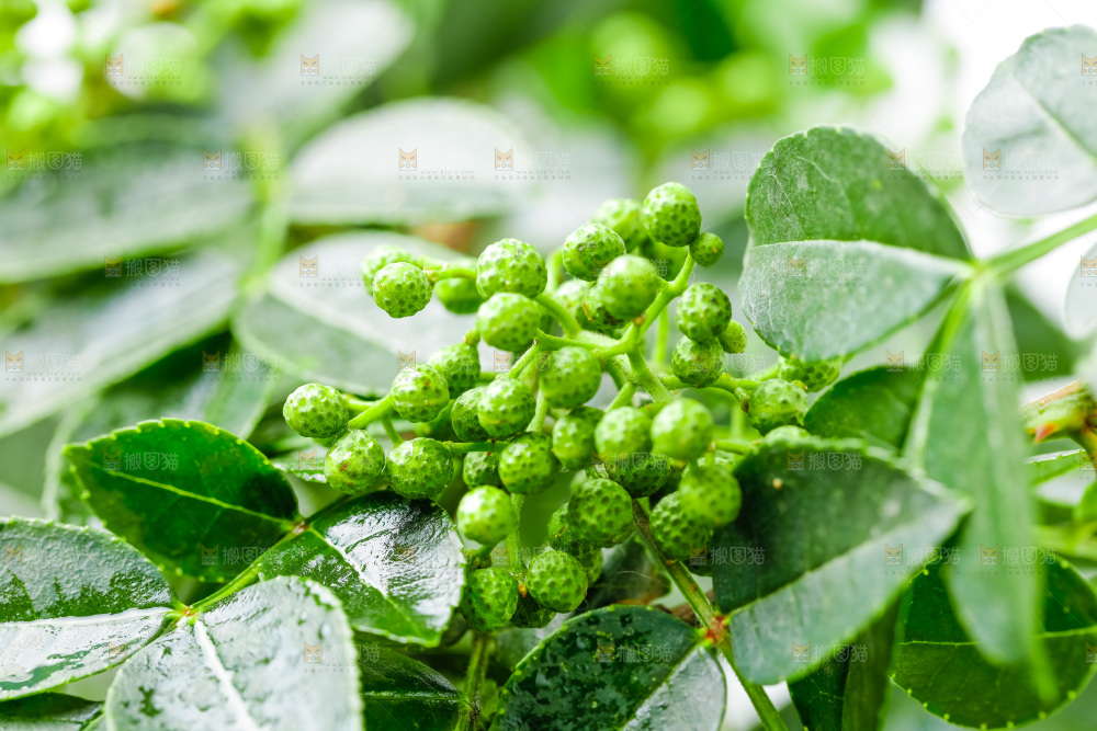 枝叶上的青花椒