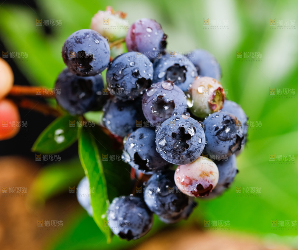 手里拿着蓝莓果
