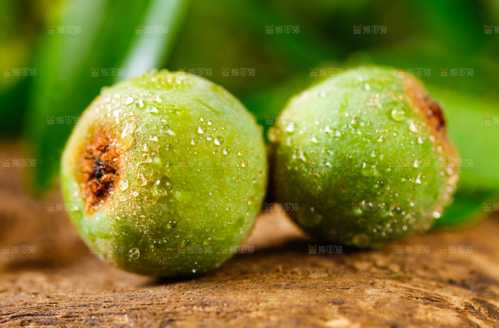 木底上摆放着新鲜枇杷