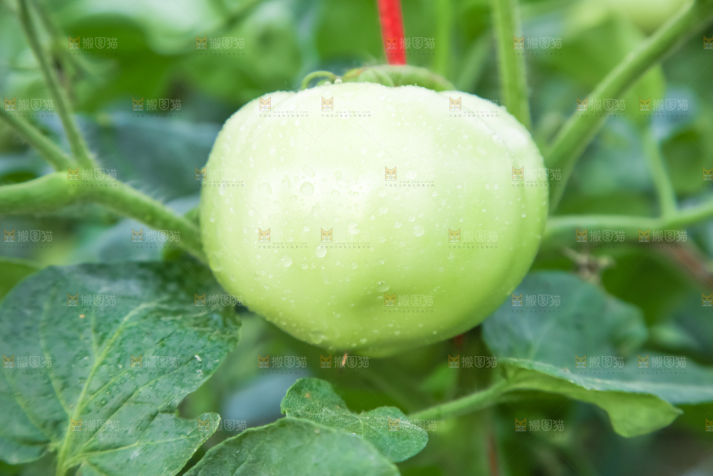 菜园里的西红柿