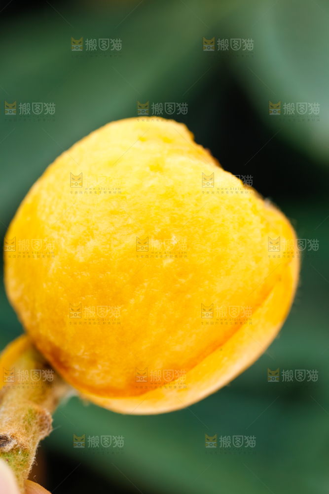 户外的枇杷果