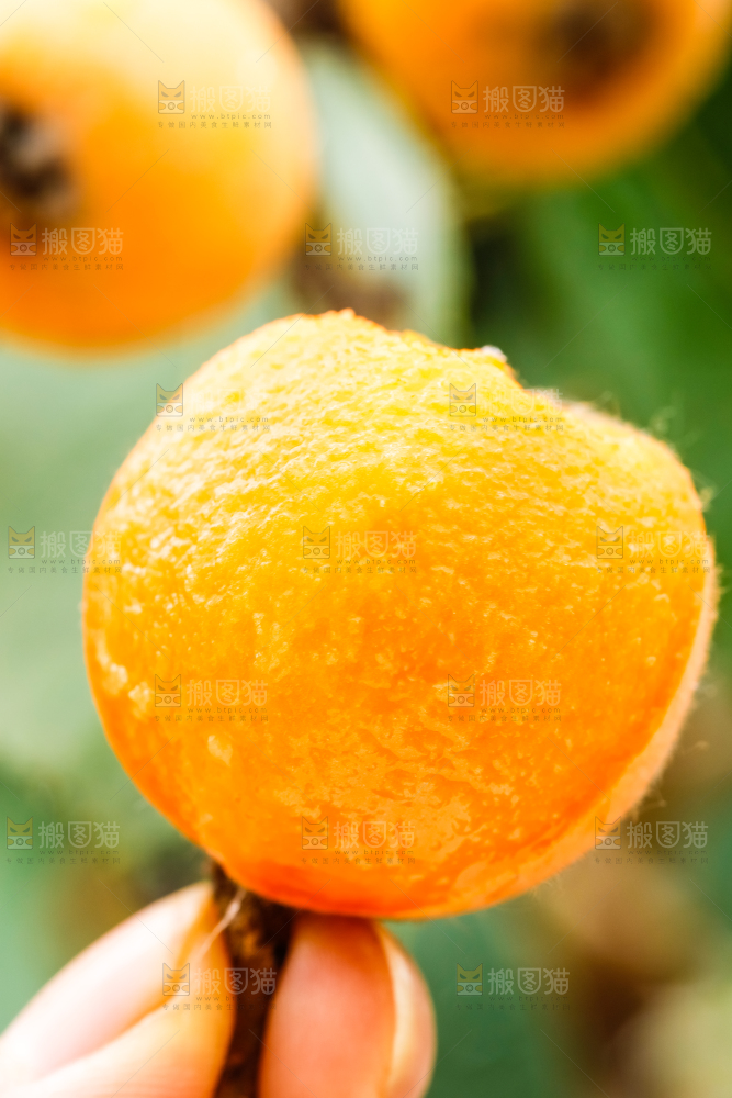 手里拿着枇杷果