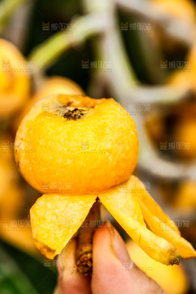 手里拿着枇杷