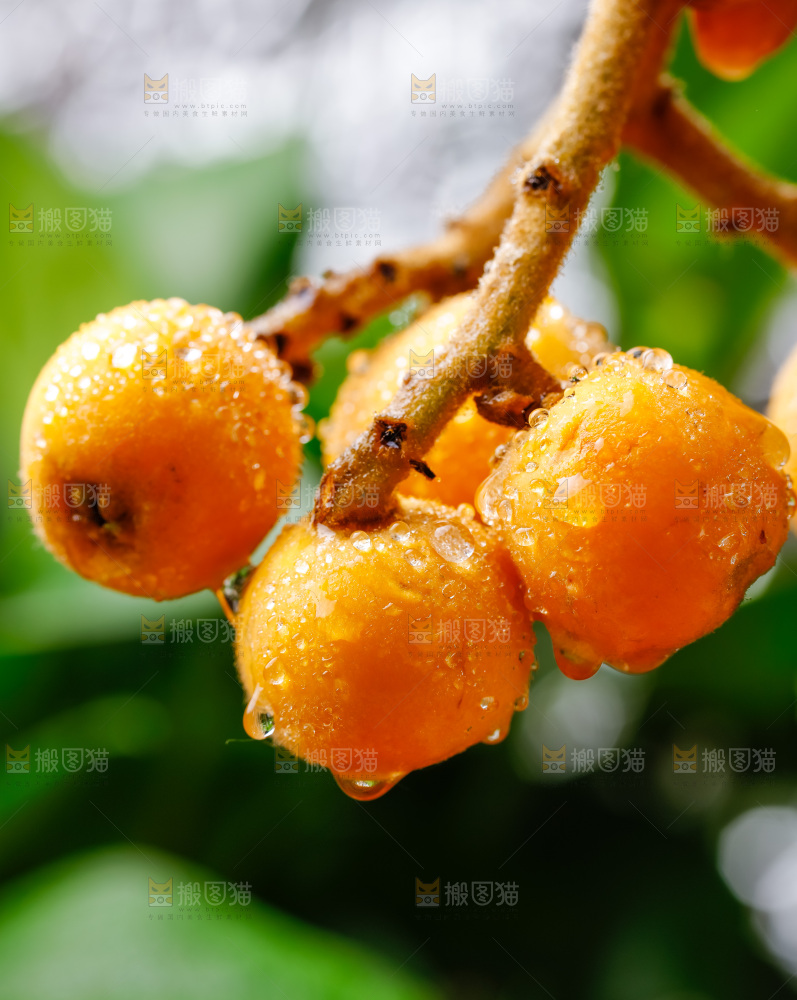 手里拿着新鲜枇杷