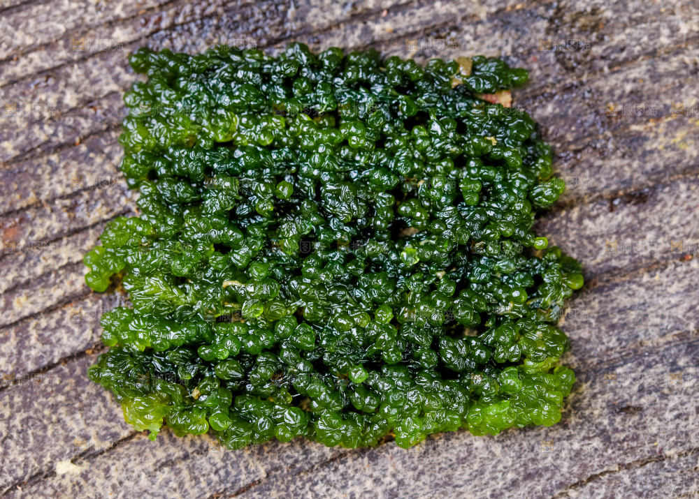 深底上的盐渍海葡萄