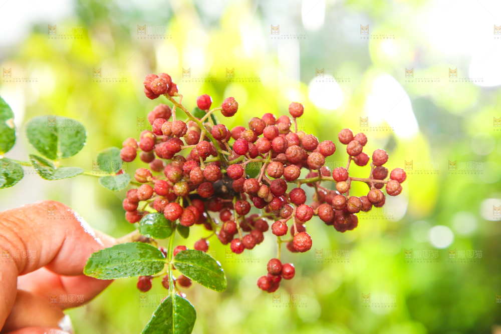 户外的红花椒