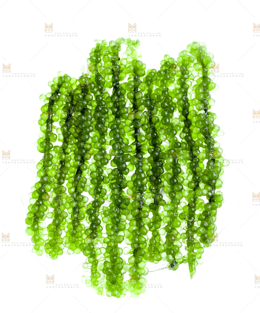 盐渍海葡萄放在白底上