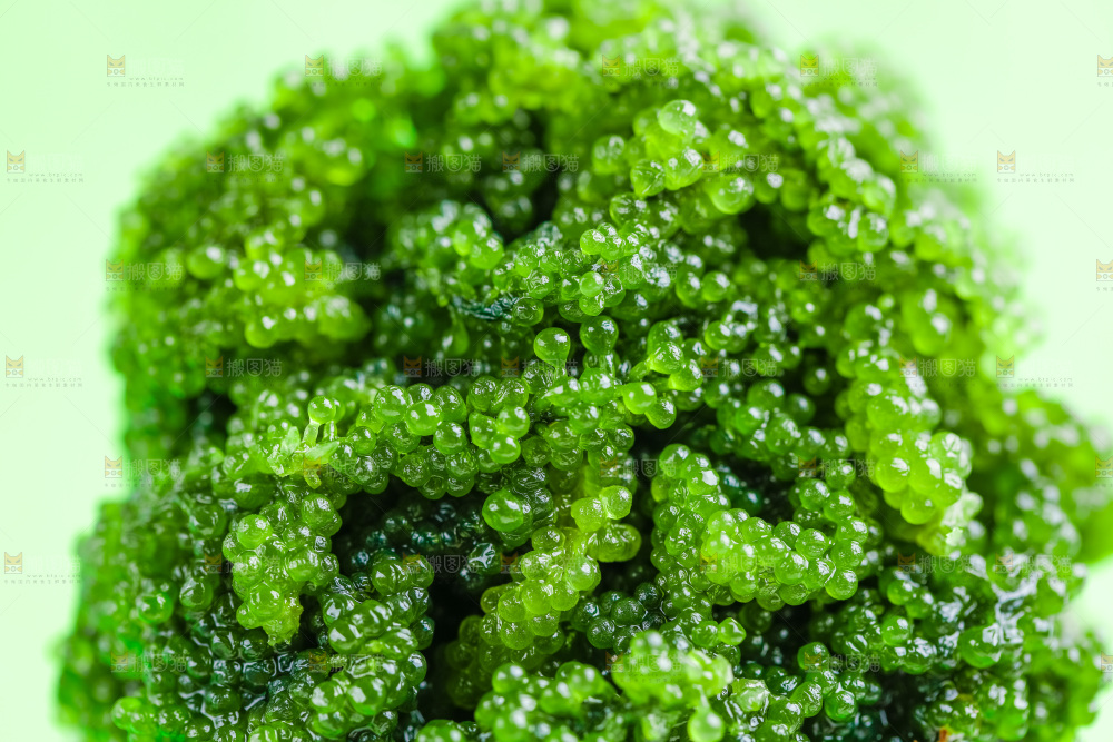 浅底上放着长寿菜