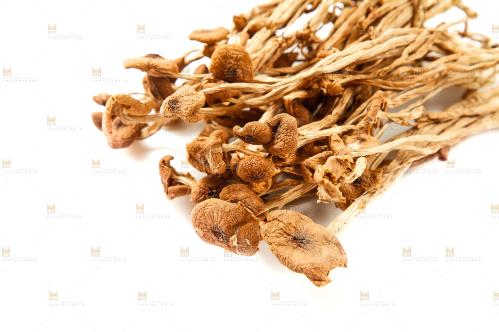 白底上的茶树菇